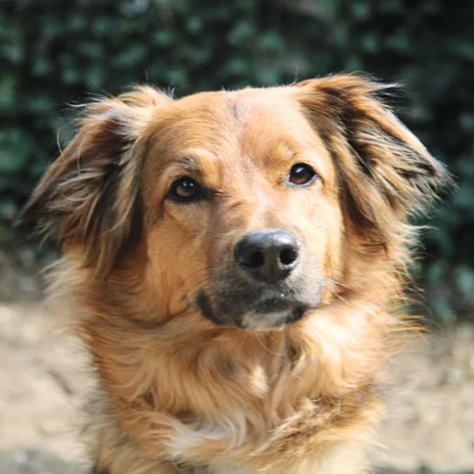 Lizzy, Zwart-grijs-rood-wit female young Border Collie for adoption at DOA Dierenasiel Amsterdam, Amsterdam