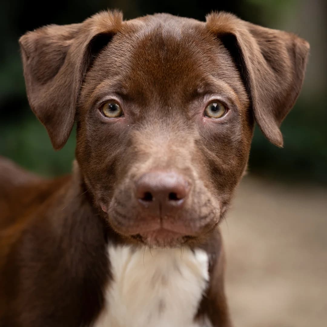 Loki, Bruin-wit male puppy Staffordshire Bull Terrier for adoption at DOA Dierenasiel Amsterdam, Amsterdam