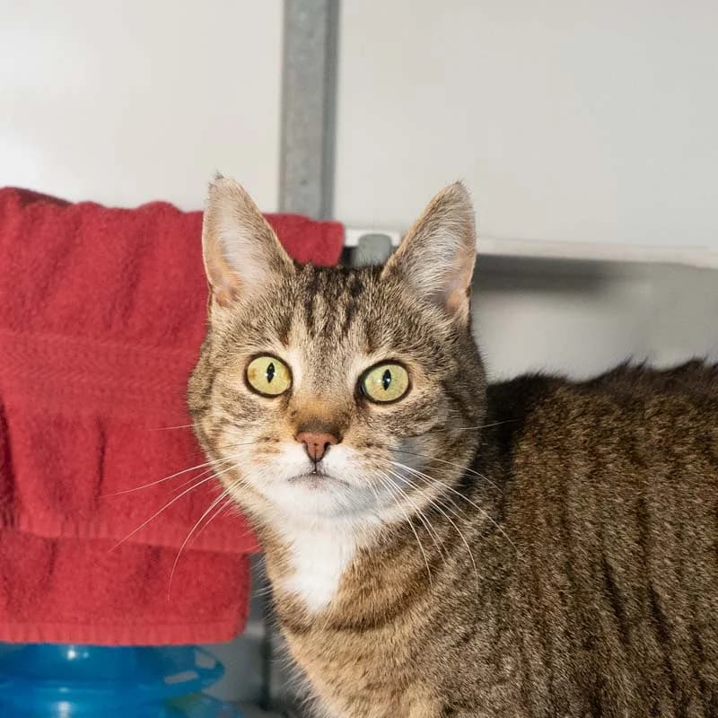 Lucky, Onbekend female senior European Shorthair for adoption at DOA Dierenasiel Amsterdam, Amsterdam