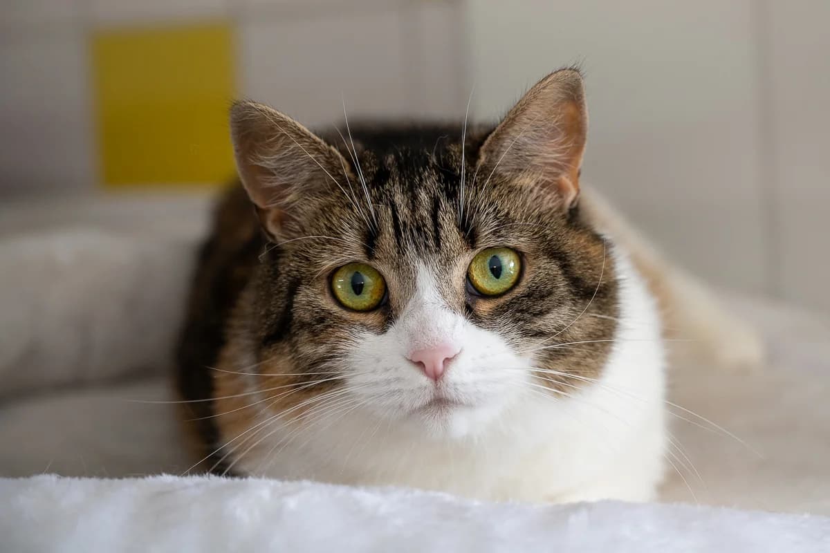 Luffy, Lapje female 3yo European Shorthair for adoption at DOA Dierenasiel Amsterdam, Amsterdam