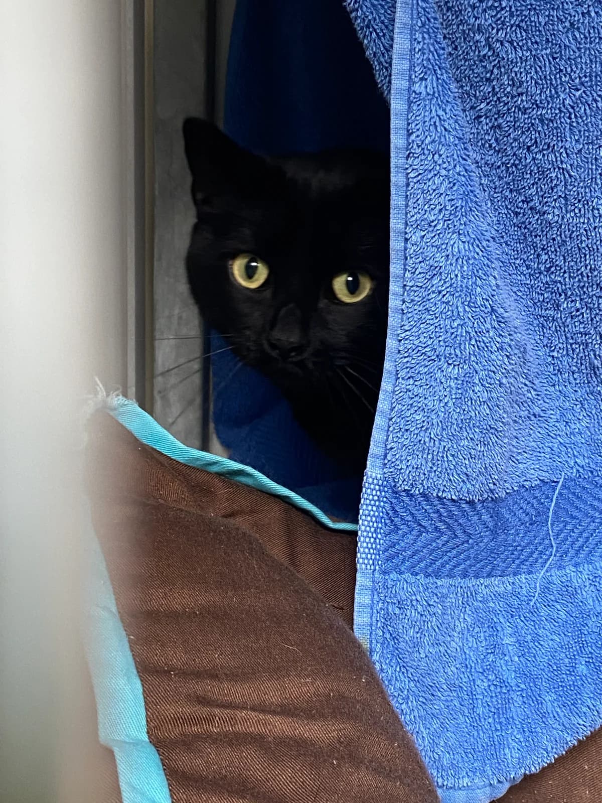 Lulu, Zwart  European Shorthair for adoption at DOA Dierenasiel Amsterdam, Amsterdam