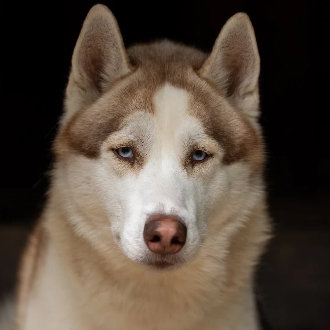 Luno, Beige-wit male young Husky for adoption at DOA Dierenasiel Amsterdam, Amsterdam