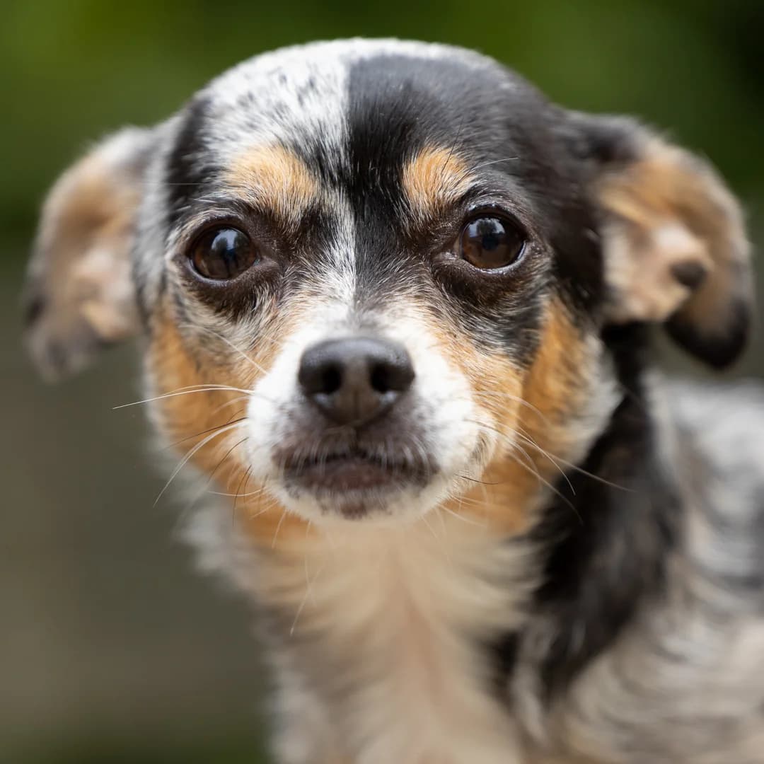 Max, Bruin-wit male senior Chihuahua for adoption at DOA Dierenasiel Amsterdam, Amsterdam