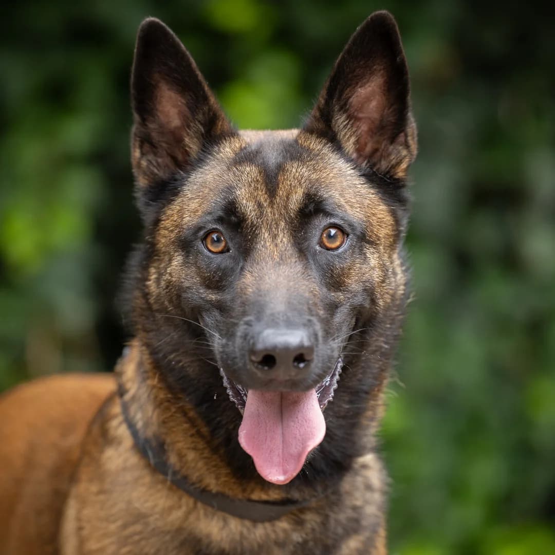 Meisje, Bruin-zwart female young mixed breed for adoption at DOA Dierenasiel Amsterdam, Amsterdam