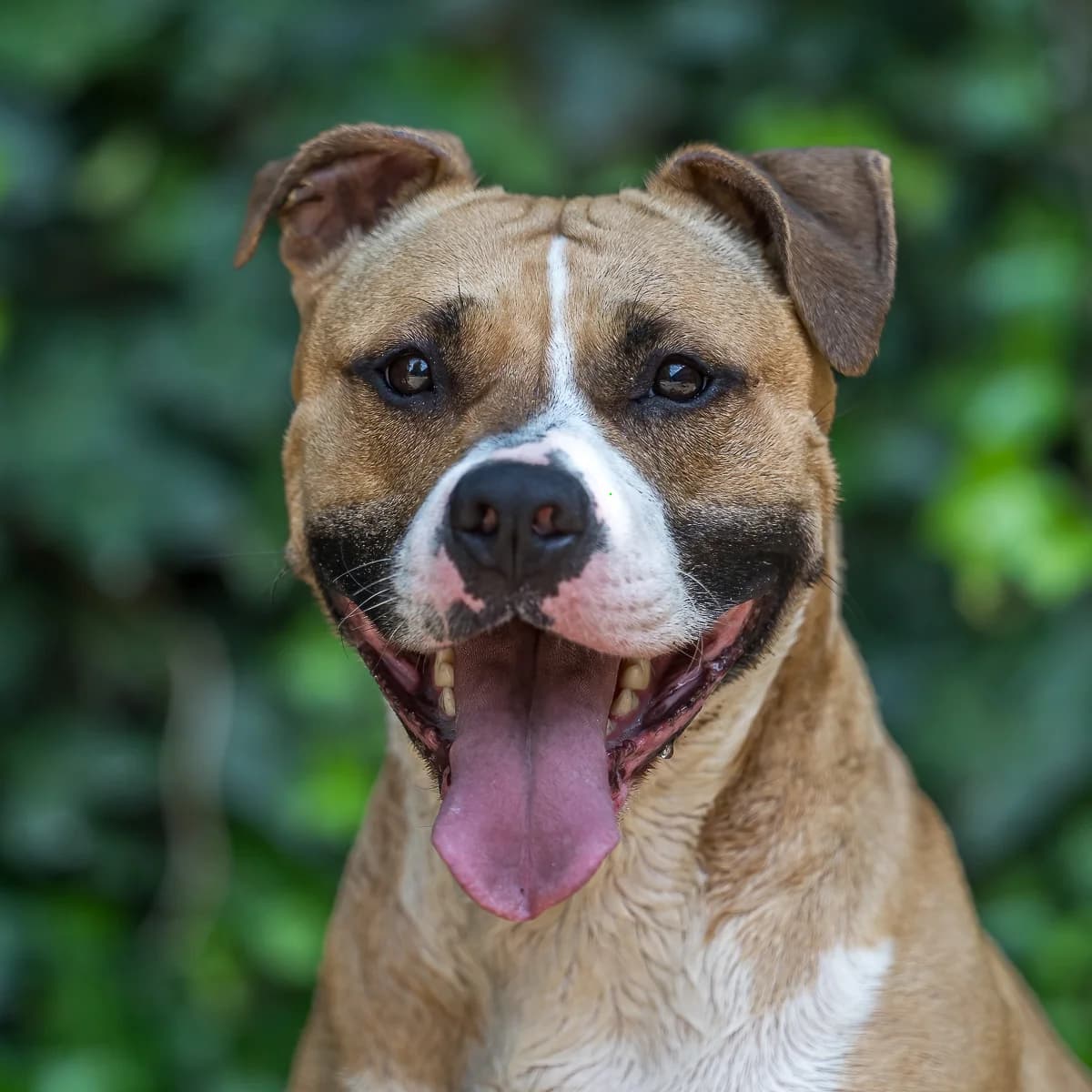 Mercedes, Beige female 5yo Staffordshire Bull Terrier for adoption at DOA Dierenasiel Amsterdam, Amsterdam