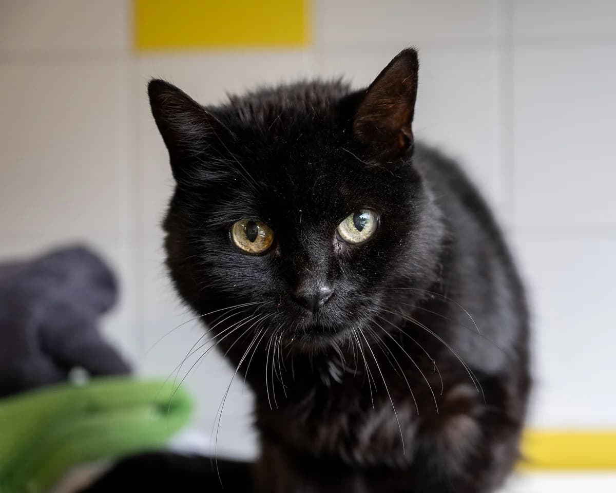 Mikky, Zwart-wit male senior European Shorthair for adoption at DOA Dierenasiel Amsterdam, Amsterdam