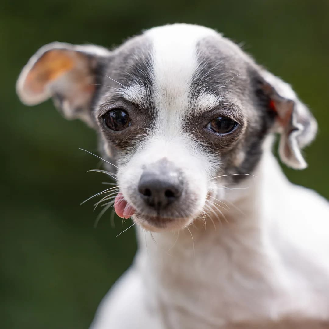 Mila, Wit-zwart female senior Chihuahua for adoption at DOA Dierenasiel Amsterdam, Amsterdam