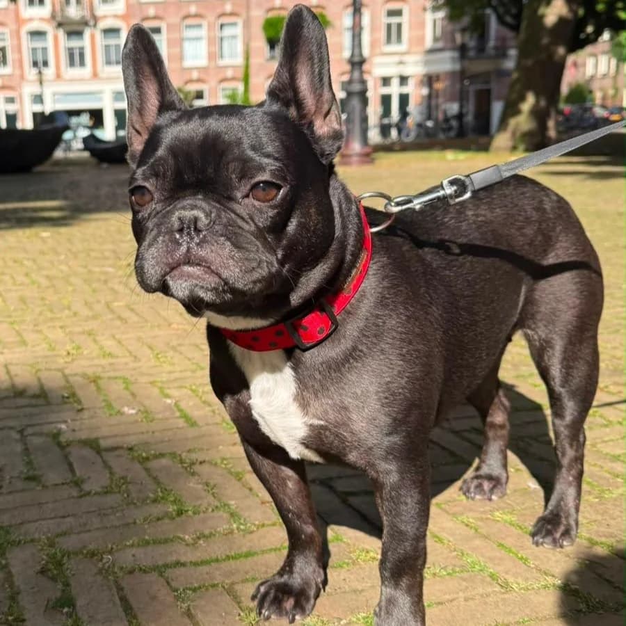 Moppie, Zwart-wit female English Bulldog for adoption at DOA Dierenasiel Amsterdam, Amsterdam