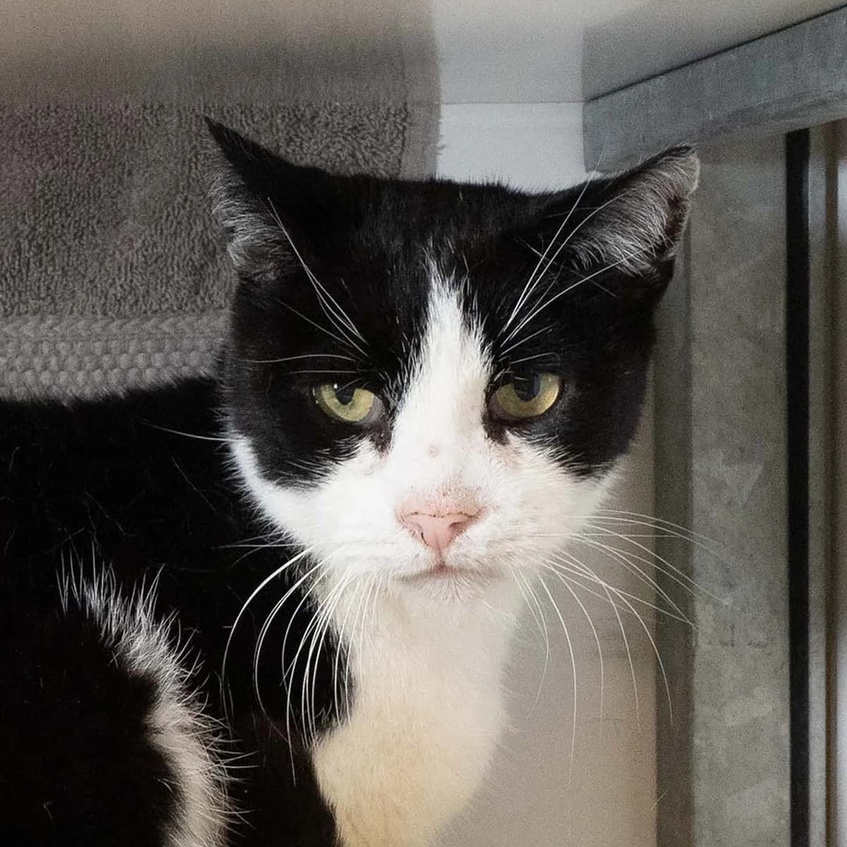 Muissie, Onbekend male senior European Shorthair for adoption at DOA Dierenasiel Amsterdam, Amsterdam