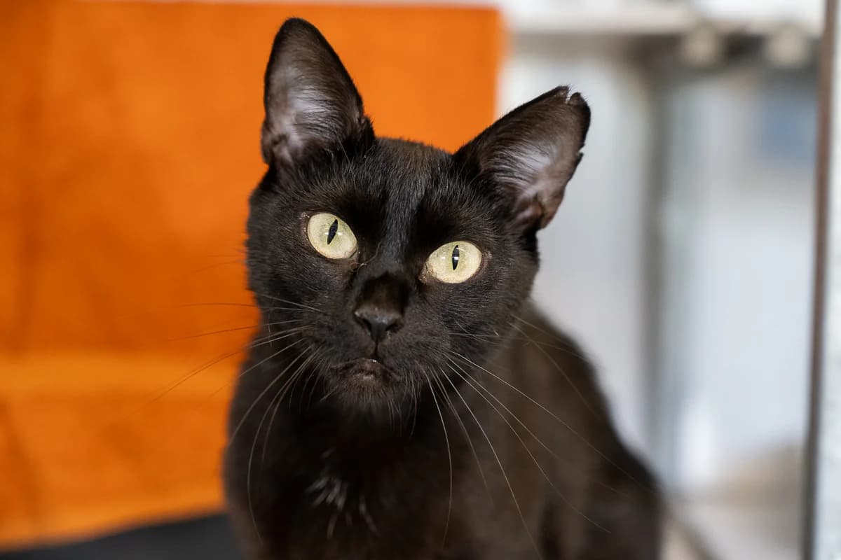 Mushu, Zwart female mixed breed for adoption at DOA Dierenasiel Amsterdam, Amsterdam