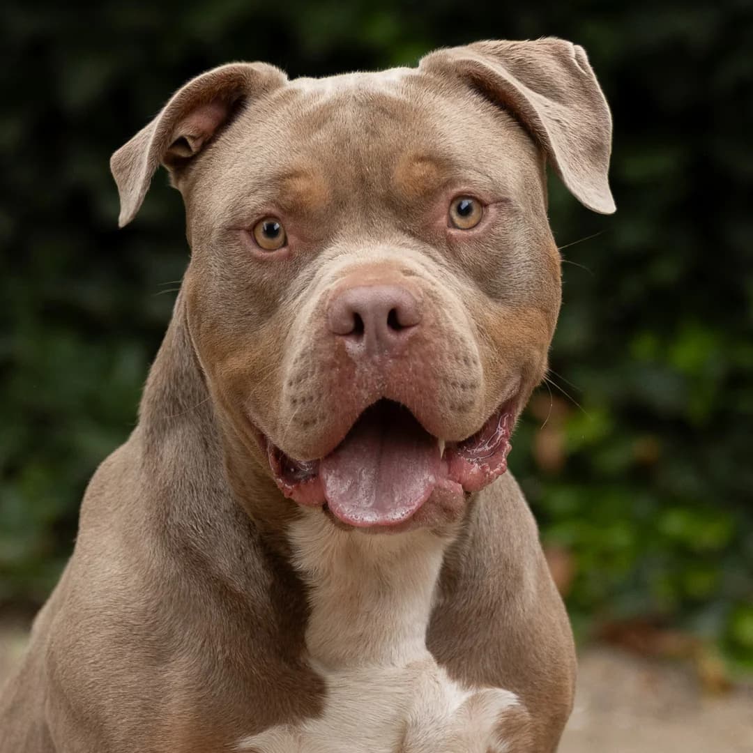 Odysseus, Bruin male young Staffordshire Bull Terrier for adoption at DOA Dierenasiel Amsterdam, Amsterdam