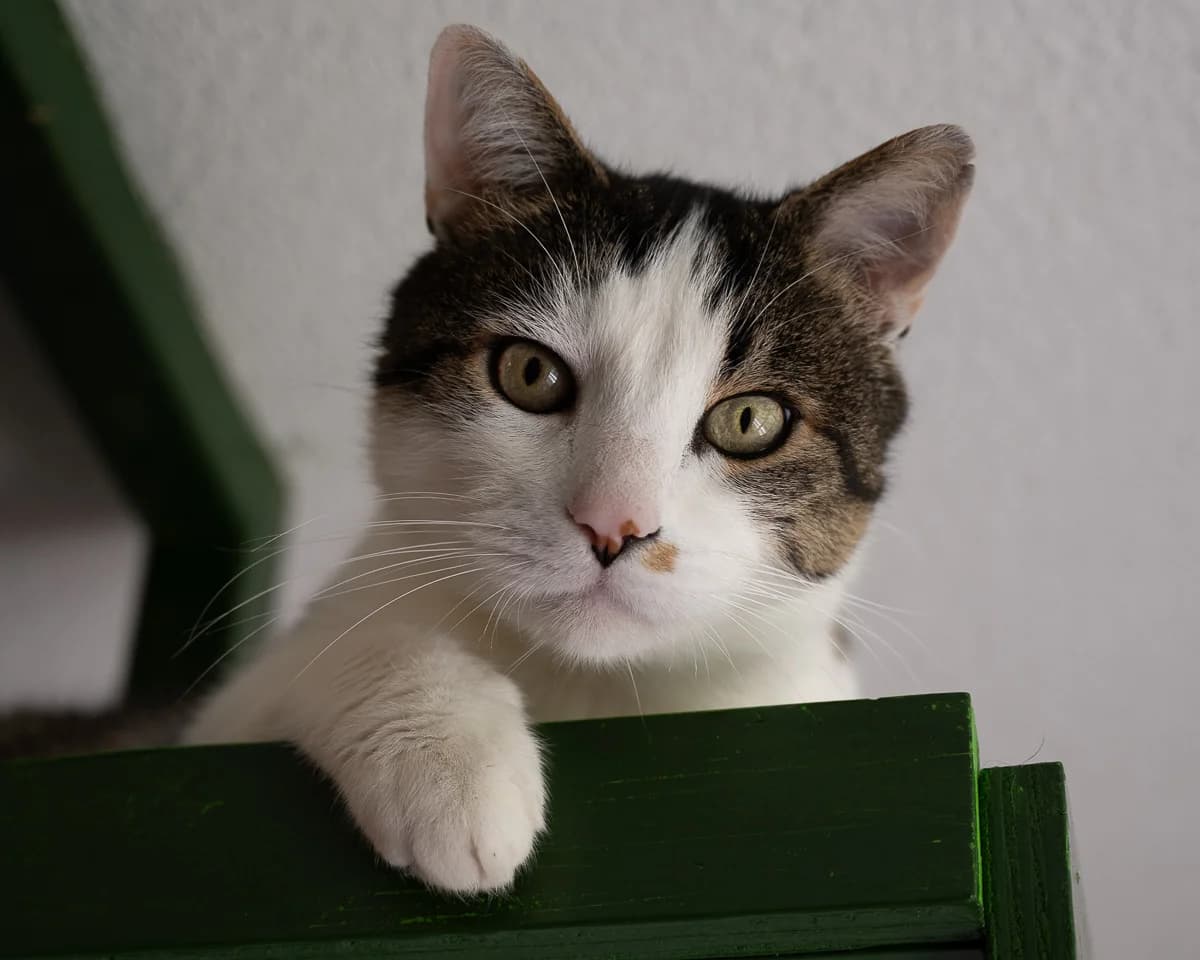 Olaf, Grijs-wit male senior European Shorthair for adoption at DOA Dierenasiel Amsterdam, Amsterdam