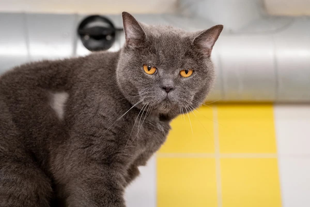 Ozzy, Blauw male mixed breed for adoption at DOA Dierenasiel Amsterdam, Amsterdam