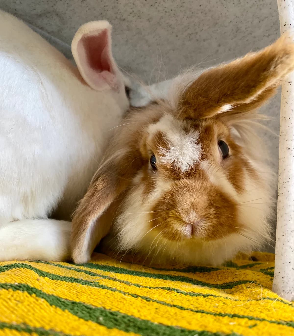 Panini, Beige-zwart female mixed breed for adoption at DOA Dierenasiel Amsterdam, Amsterdam