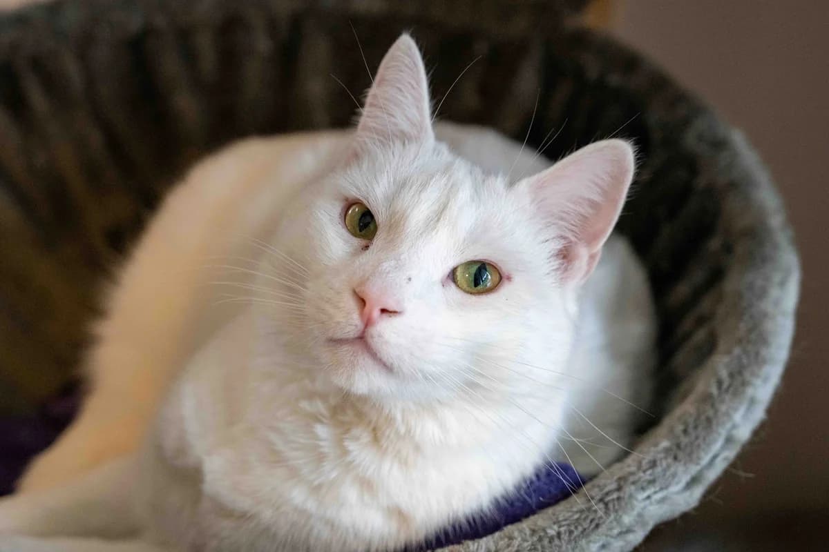 Pieter, Wit male 5yo European Shorthair for adoption at DOA Dierenasiel Amsterdam, Amsterdam