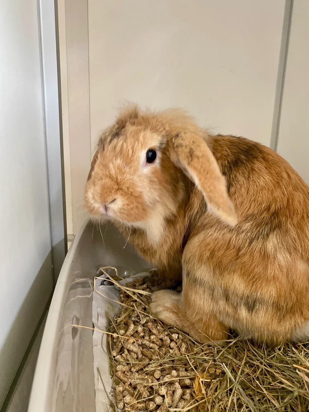 Pinsa, Wit female mixed breed for adoption at DOA Dierenasiel Amsterdam, Amsterdam