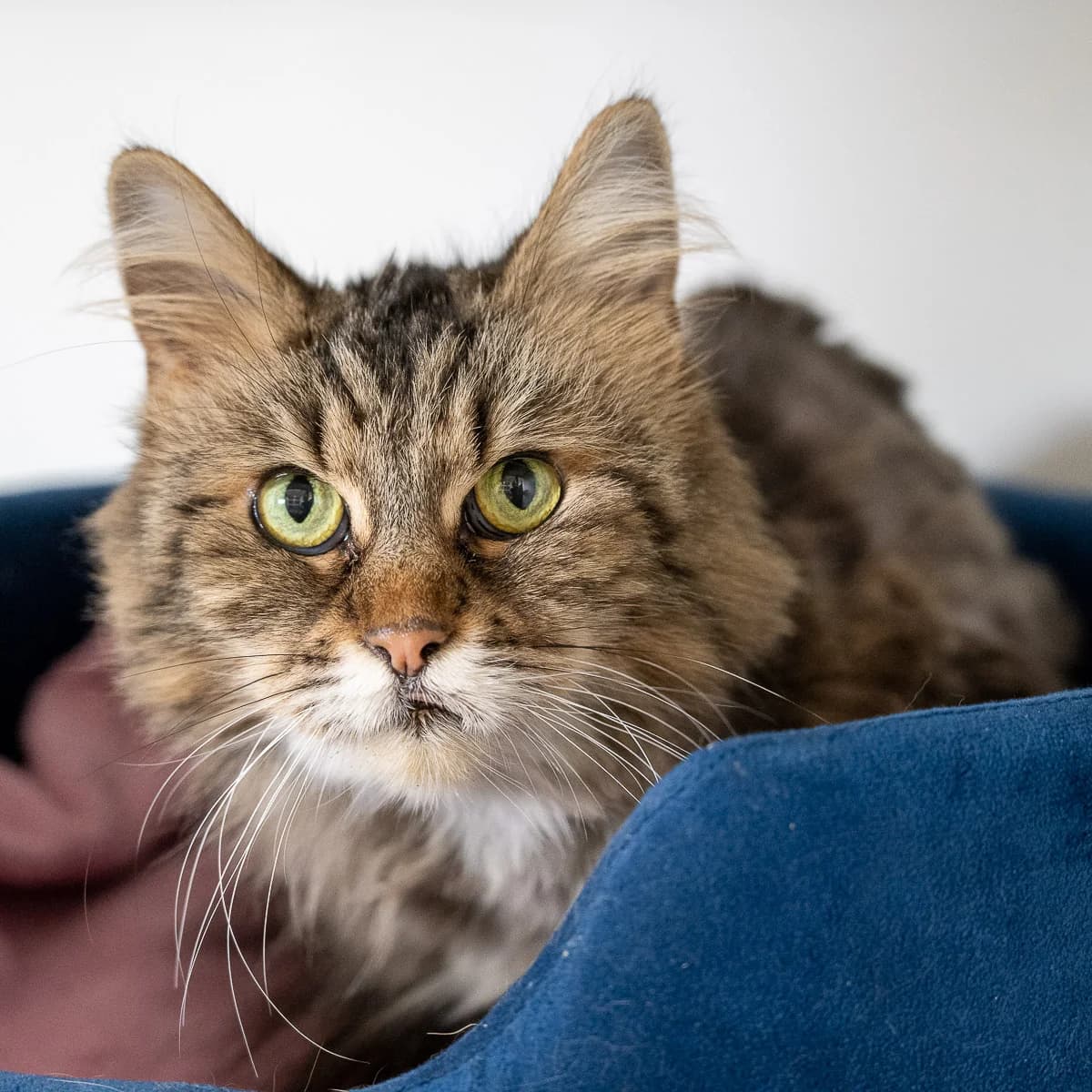 Poeski, Wildkleur female senior European Shorthair for adoption at DOA Dierenasiel Amsterdam, Amsterdam