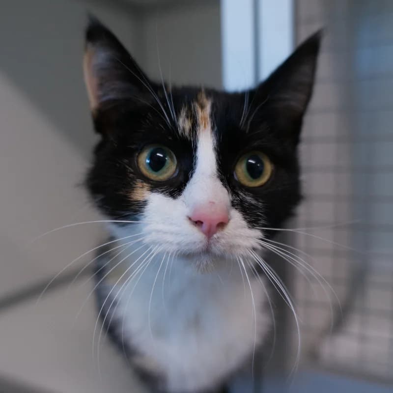 Polleke, Schildpad-wit female puppy European Shorthair for adoption at DOA Dierenasiel Amsterdam, Amsterdam