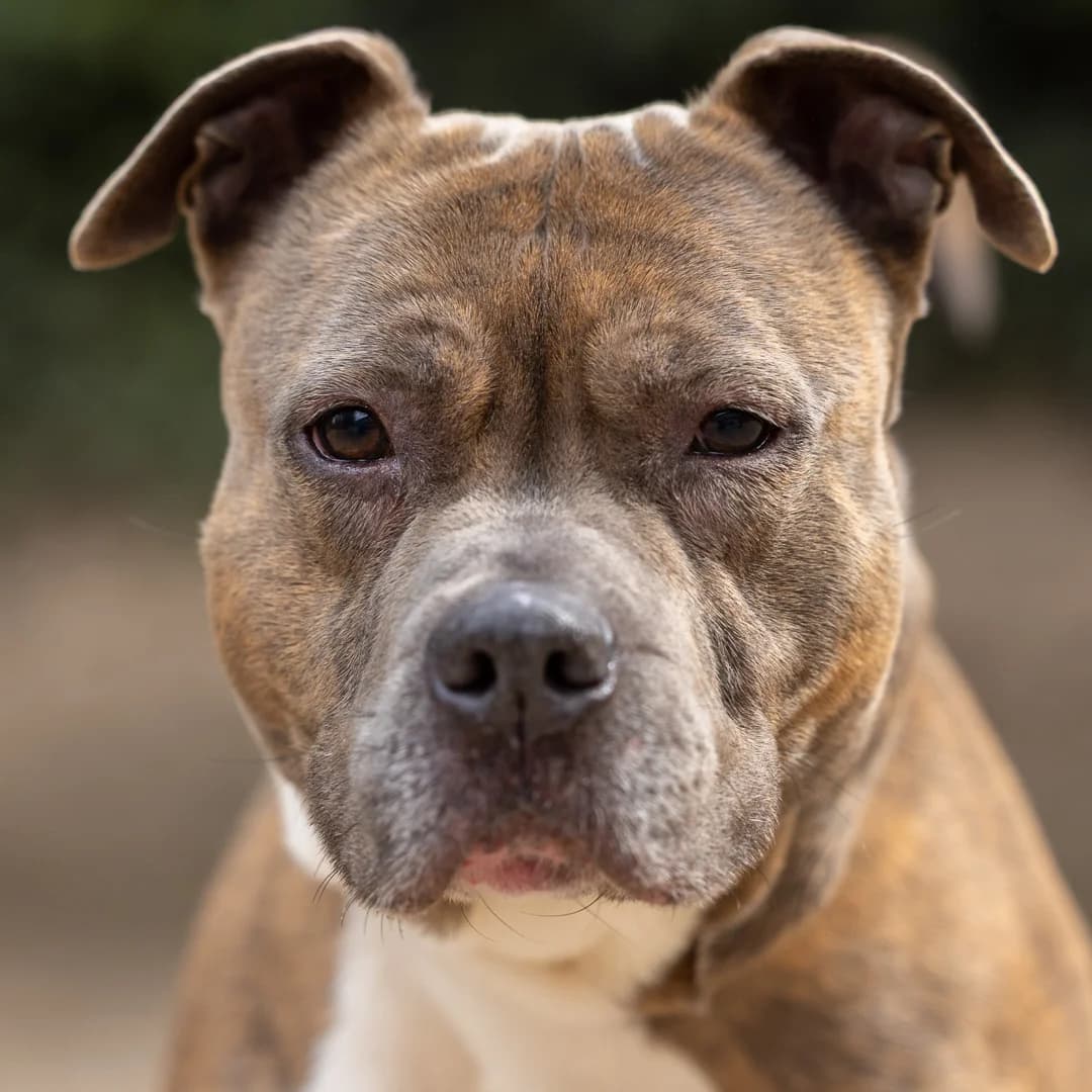 Puddie Pud, Gestroomd male 7yo Staffordshire Bull Terrier for adoption at DOA Dierenasiel Amsterdam, Amsterdam