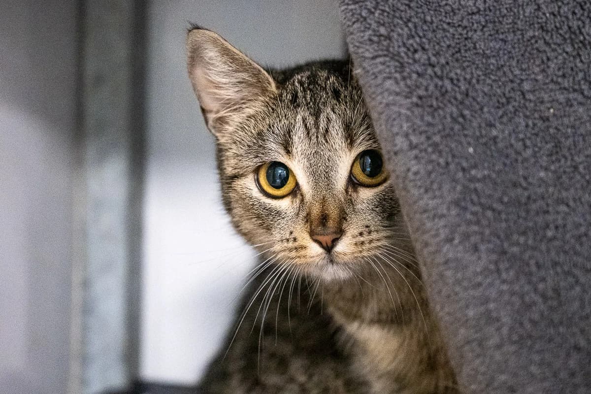 Puk, Cypers female young European Shorthair for adoption at DOA Dierenasiel Amsterdam, Amsterdam