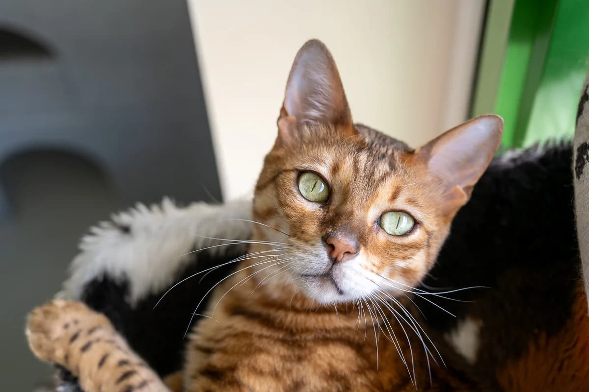 Quasi Momo, Bruin male 4yo Bengal for adoption at DOA Dierenasiel Amsterdam, Amsterdam