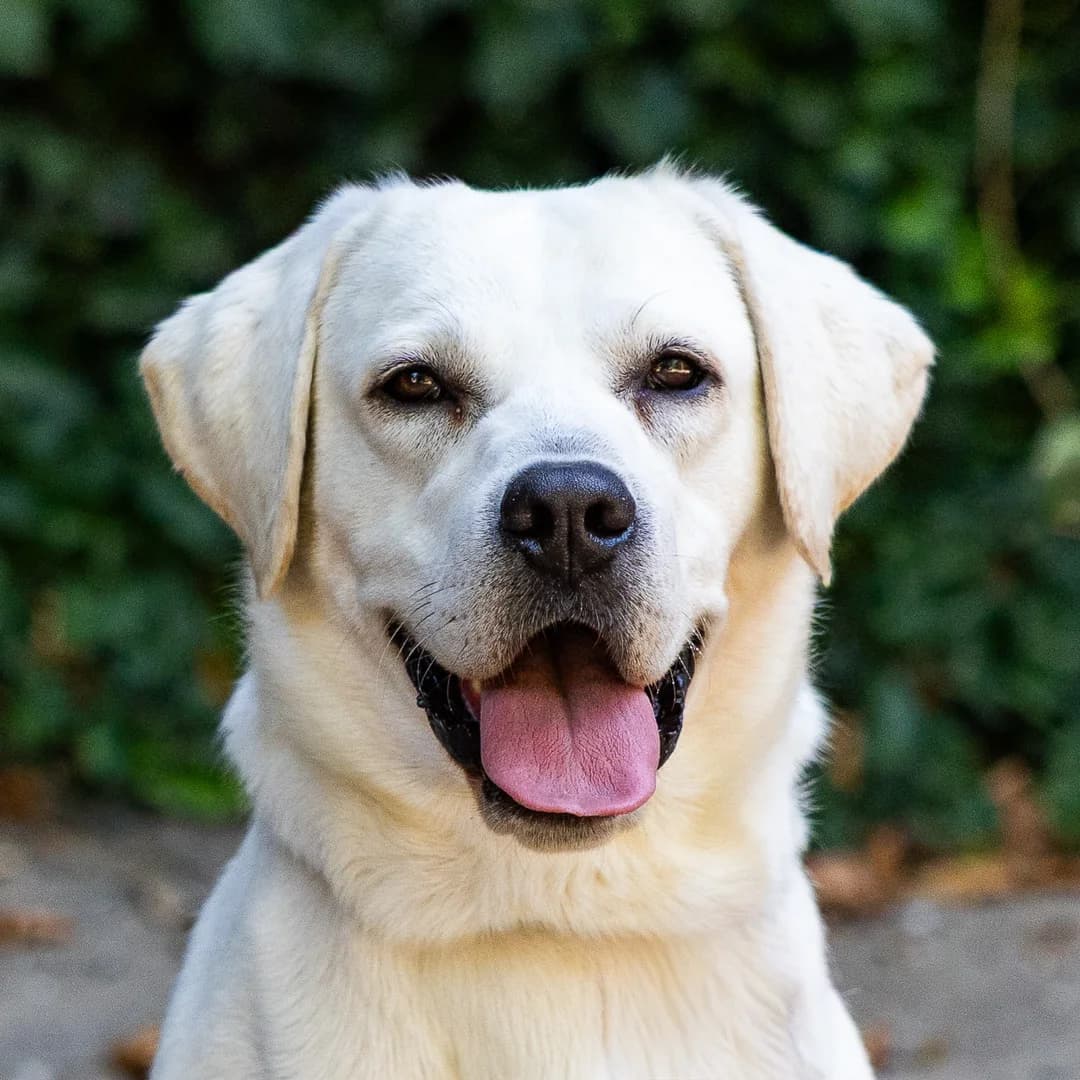 Querbo, Blond male young Labrador Retriever for adoption at DOA Dierenasiel Amsterdam, Amsterdam