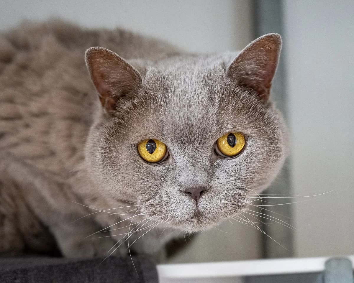 Remi, Lilac male senior mixed breed for adoption at DOA Dierenasiel Amsterdam, Amsterdam