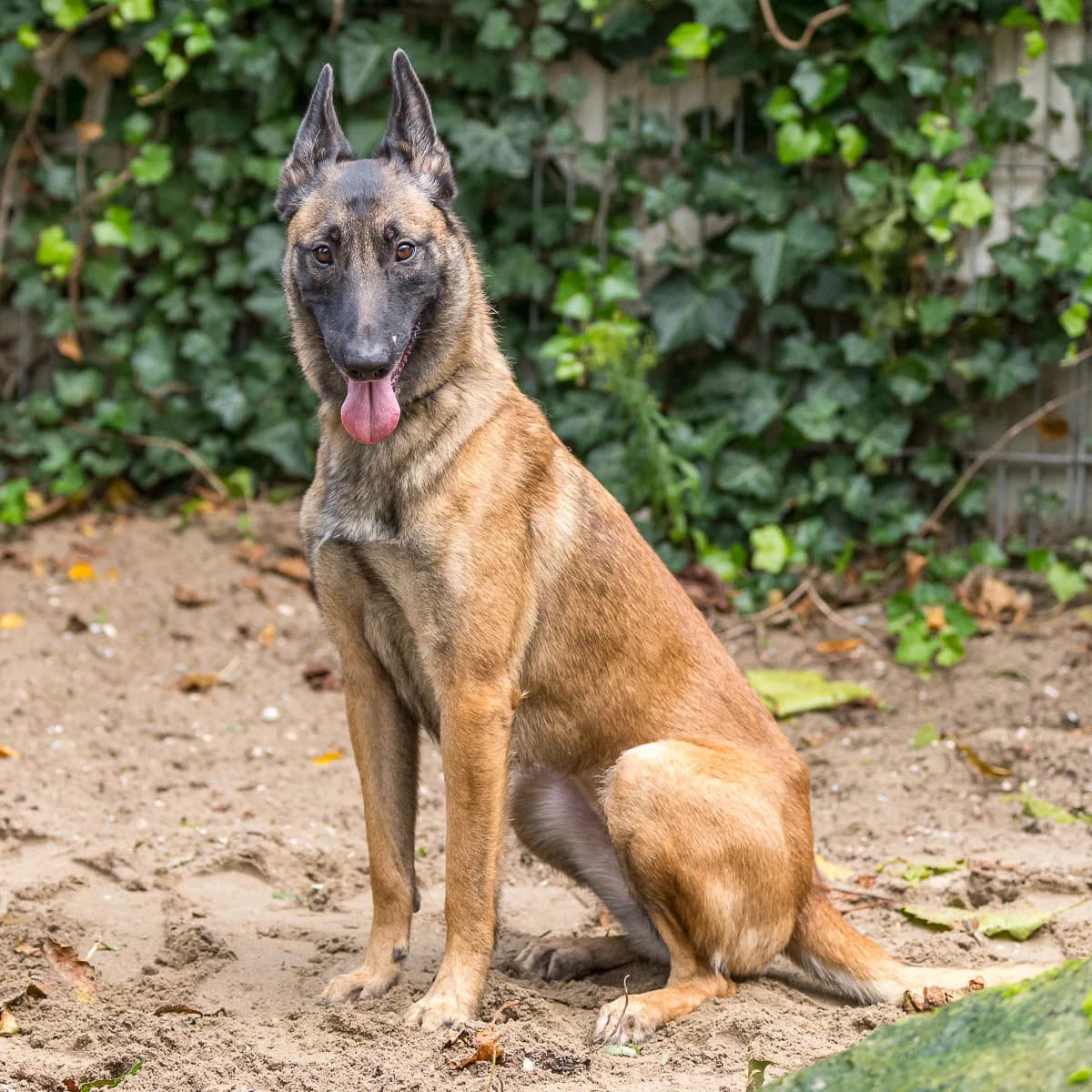 Riva, Bruin female 6yo mixed breed for adoption at DOA Dierenasiel Amsterdam, Amsterdam