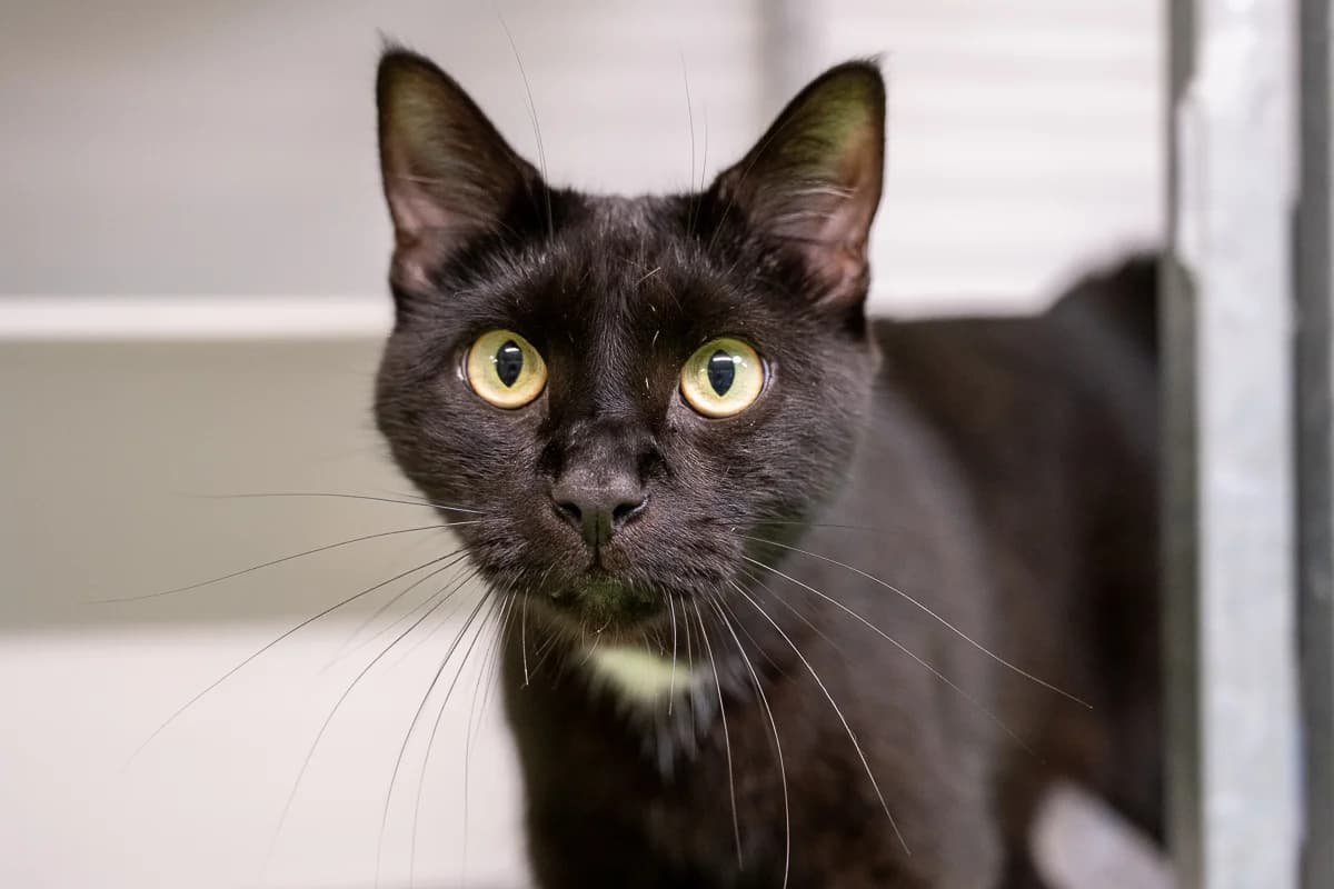 Rocky, European Shorthair (DOA Dierenasiel Amsterdam)