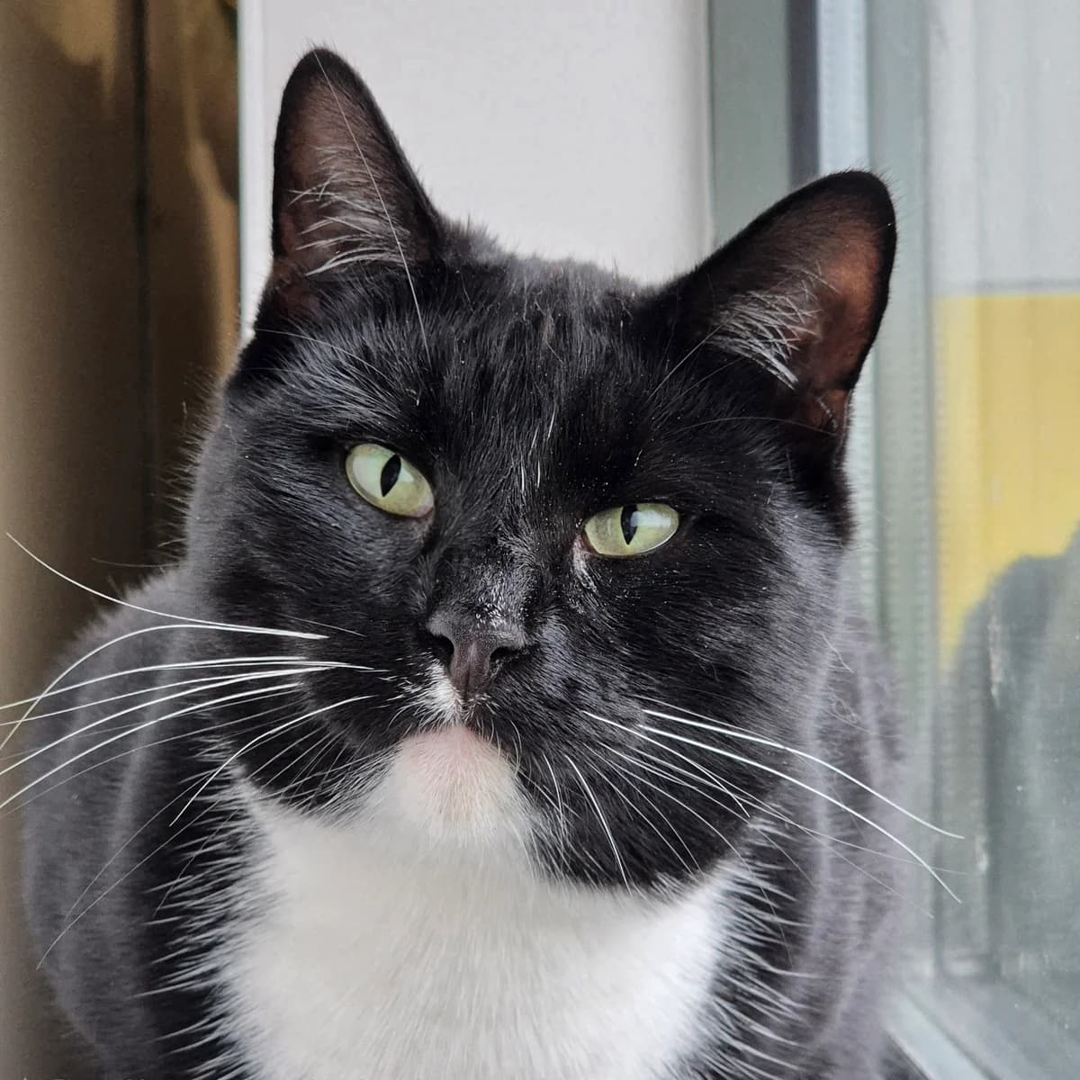 Roos, Zwart-wit female 5yo European Shorthair for adoption at DOA Dierenasiel Amsterdam, Amsterdam