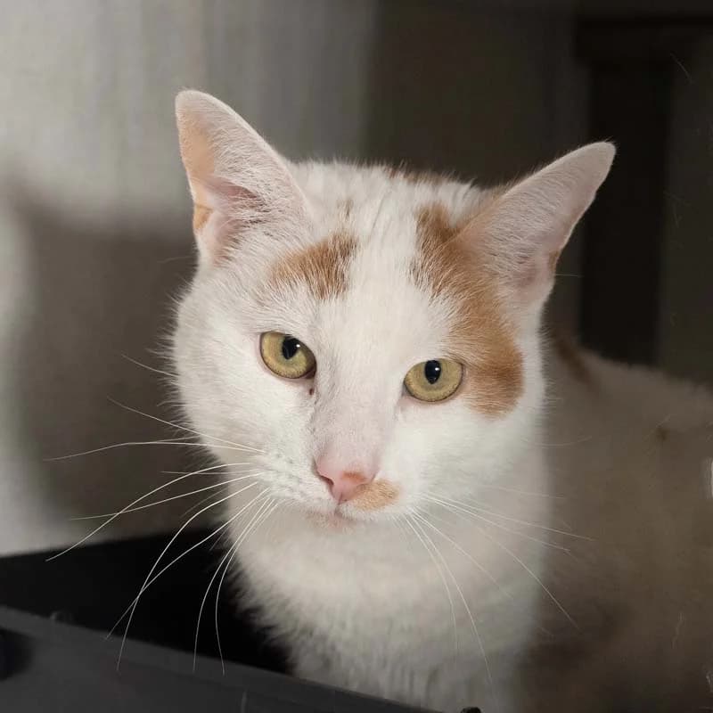 Roxx, Wit-rood male 4yo European Shorthair for adoption at DOA Dierenasiel Amsterdam, Amsterdam