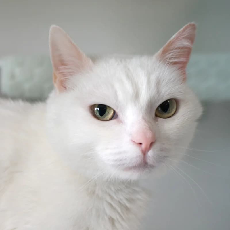 Roxy, Wit female senior mixed breed for adoption at DOA Dierenasiel Amsterdam, Amsterdam