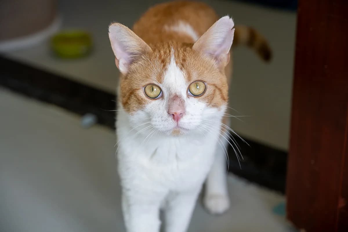 Saffron, Rood-wit male European Shorthair for adoption at DOA Dierenasiel Amsterdam, Amsterdam