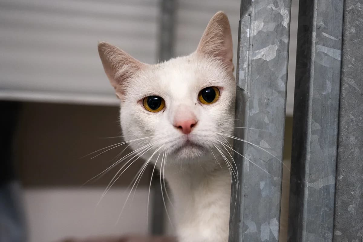 Saza, European Shorthair (DOA Dierenasiel Amsterdam)