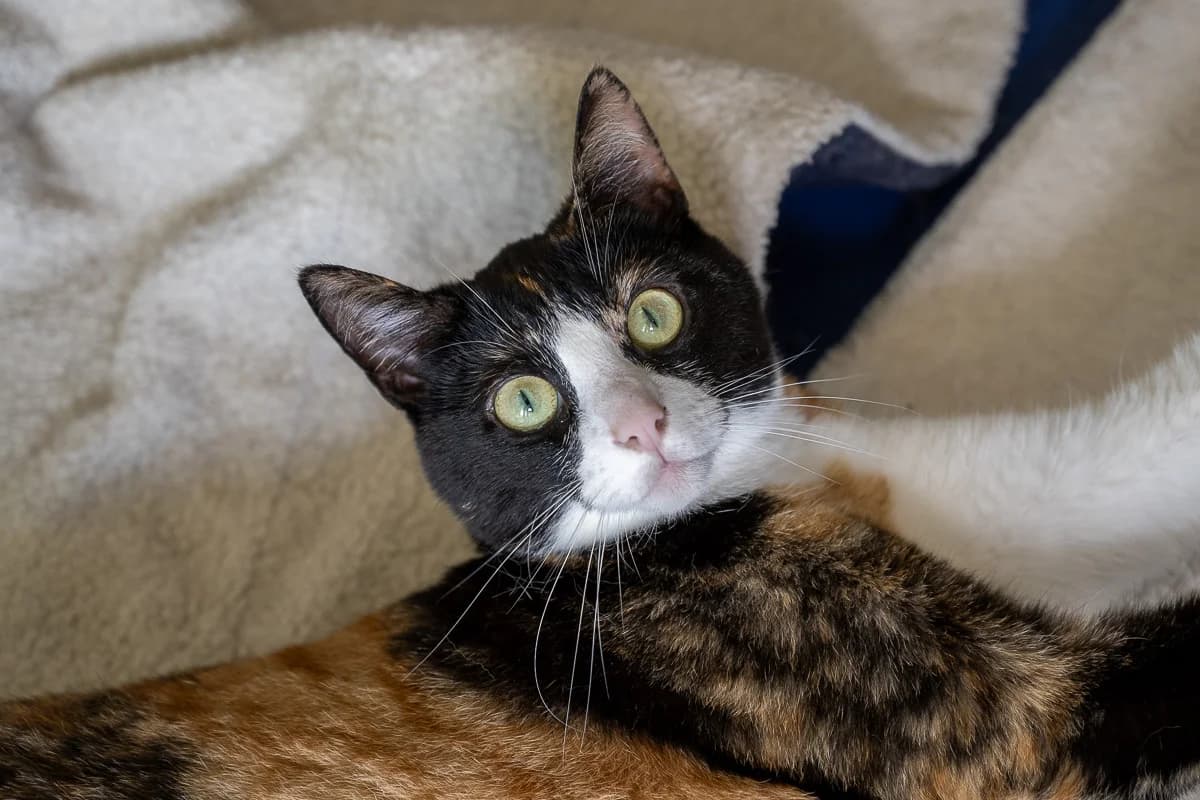 Sazu, Lapje female European Shorthair for adoption at DOA Dierenasiel Amsterdam, Amsterdam