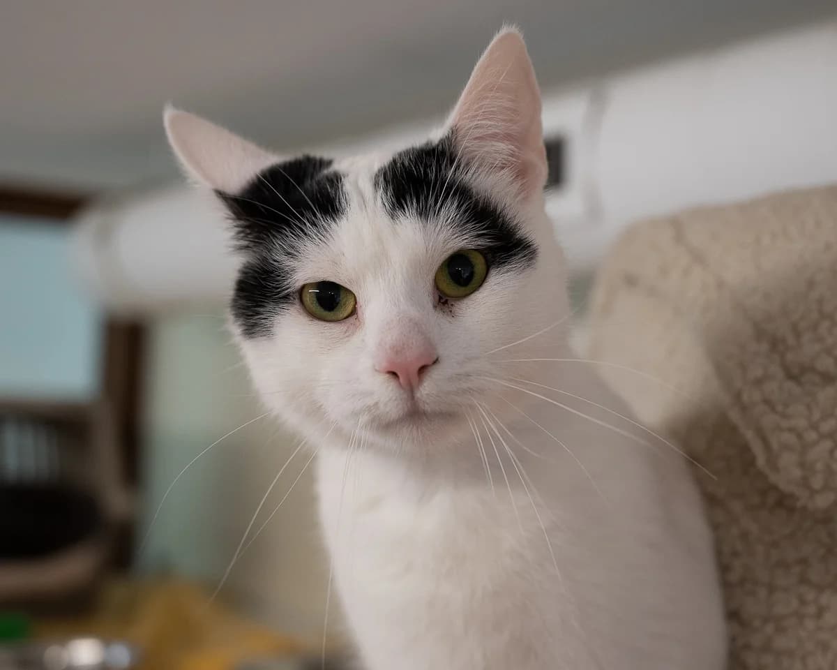 Seppie, Wit-zwart male 3yo European Shorthair for adoption at DOA Dierenasiel Amsterdam, Amsterdam