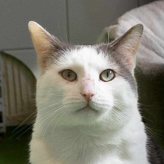 Simba, Cypers male 4yo European Shorthair for adoption at DOA Dierenasiel Amsterdam, Amsterdam
