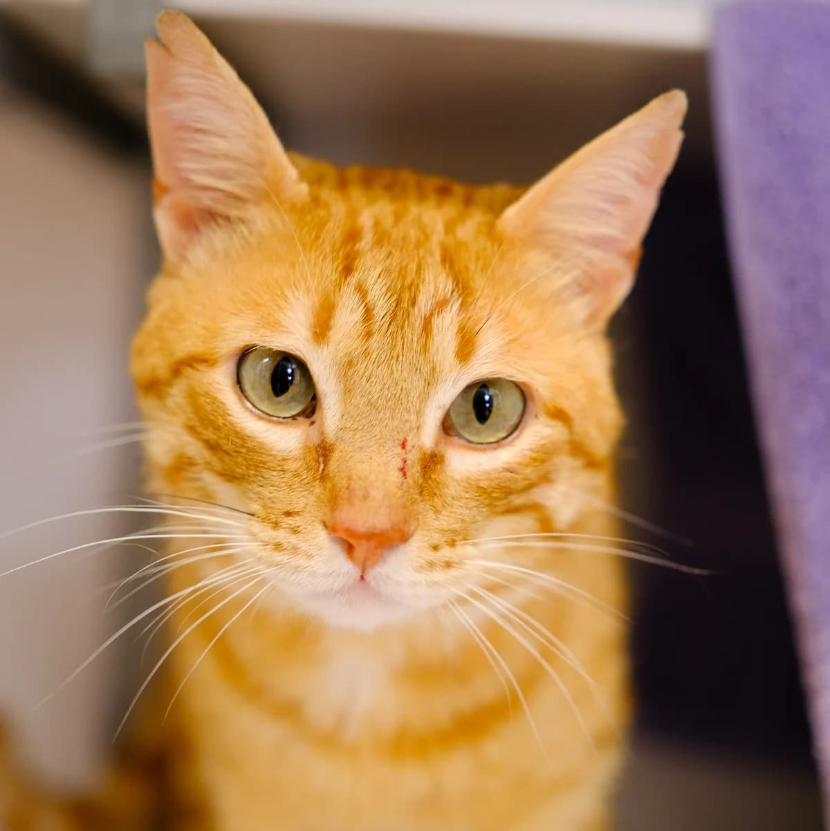 Sjors, Rood male 6yo European Shorthair for adoption at DOA Dierenasiel Amsterdam, Amsterdam