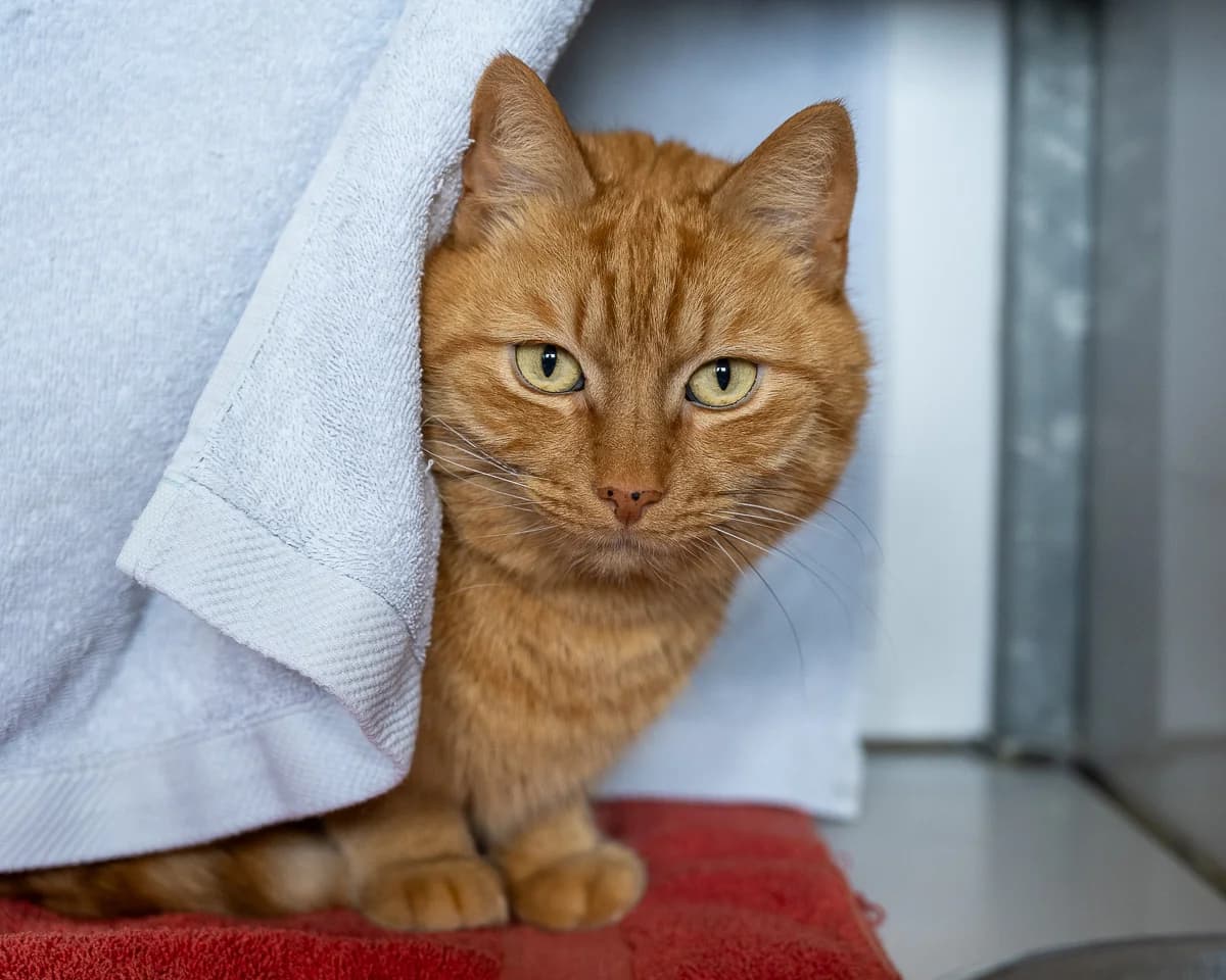 Smelly, Roodbruin male 7yo European Shorthair for adoption at DOA Dierenasiel Amsterdam, Amsterdam