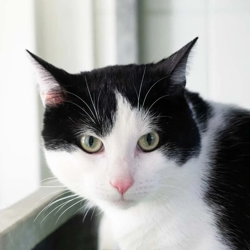 Smoky, Zwart-wit male young European Shorthair for adoption at DOA Dierenasiel Amsterdam, Amsterdam
