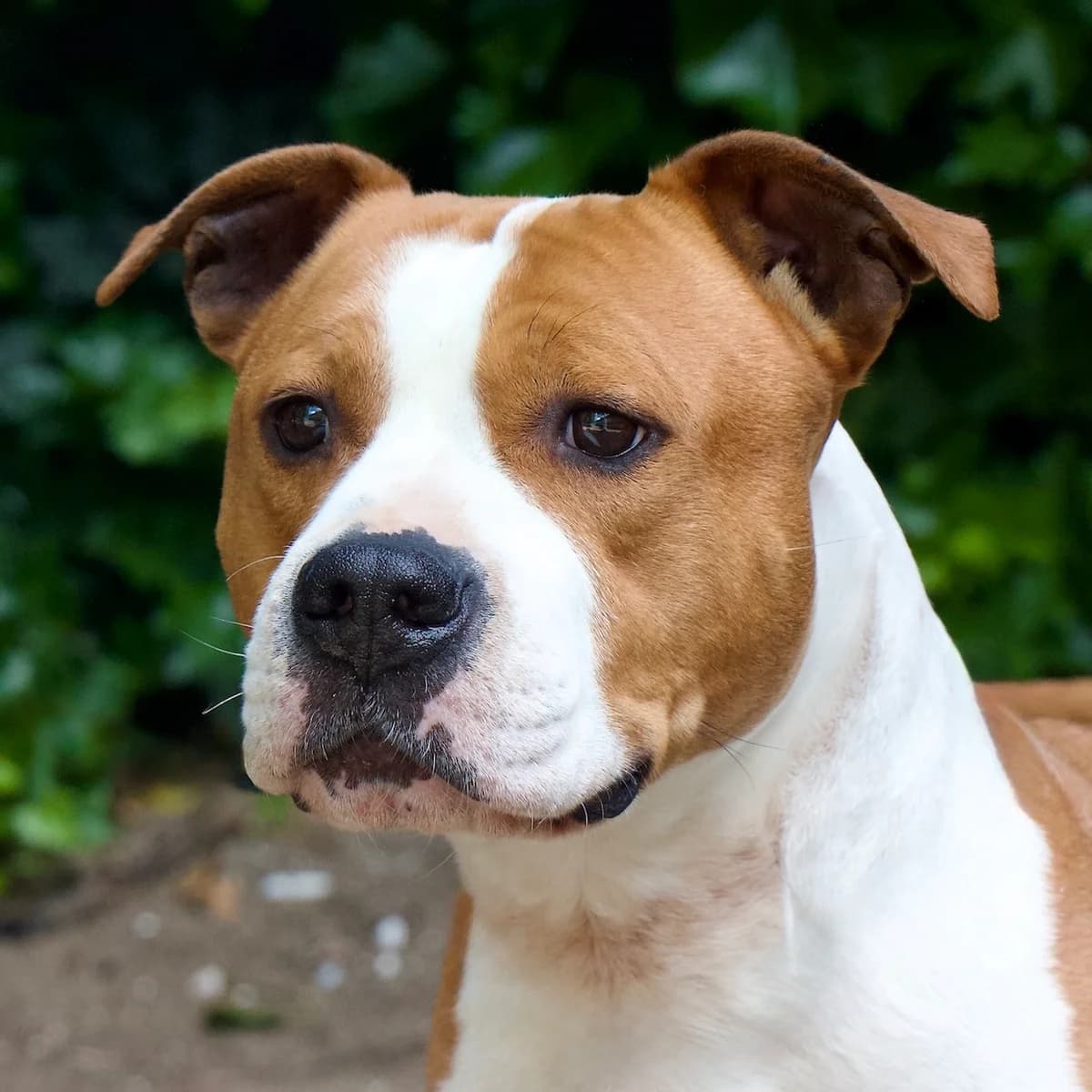 Snowy, Bruin-wit male 5yo Staffordshire Bull Terrier for adoption at DOA Dierenasiel Amsterdam, Amsterdam