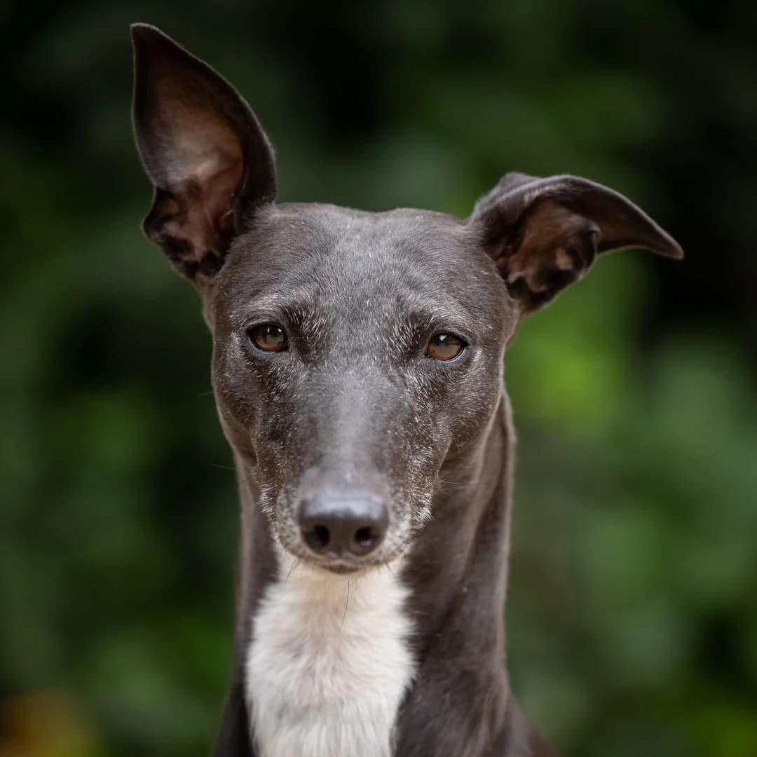 Speedy, Zwart-wit female 7yo Greyhound for adoption at DOA Dierenasiel Amsterdam, Amsterdam
