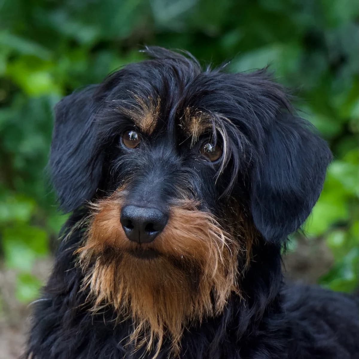 Tax, Black & Tan male 3yo Dachshund for adoption at DOA Dierenasiel Amsterdam, Amsterdam