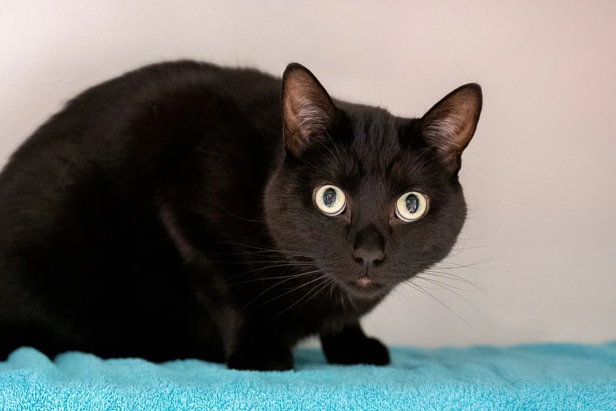 Vanta, Zwart male European Shorthair for adoption at DOA Dierenasiel Amsterdam, Amsterdam
