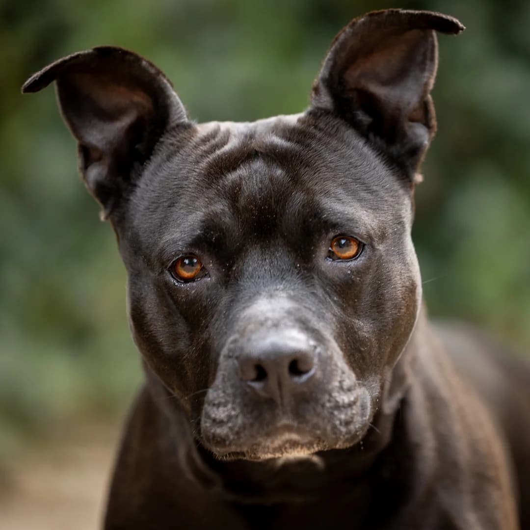 Veek, Zwart-wit female 6yo Staffordshire Bull Terrier for adoption at DOA Dierenasiel Amsterdam, Amsterdam