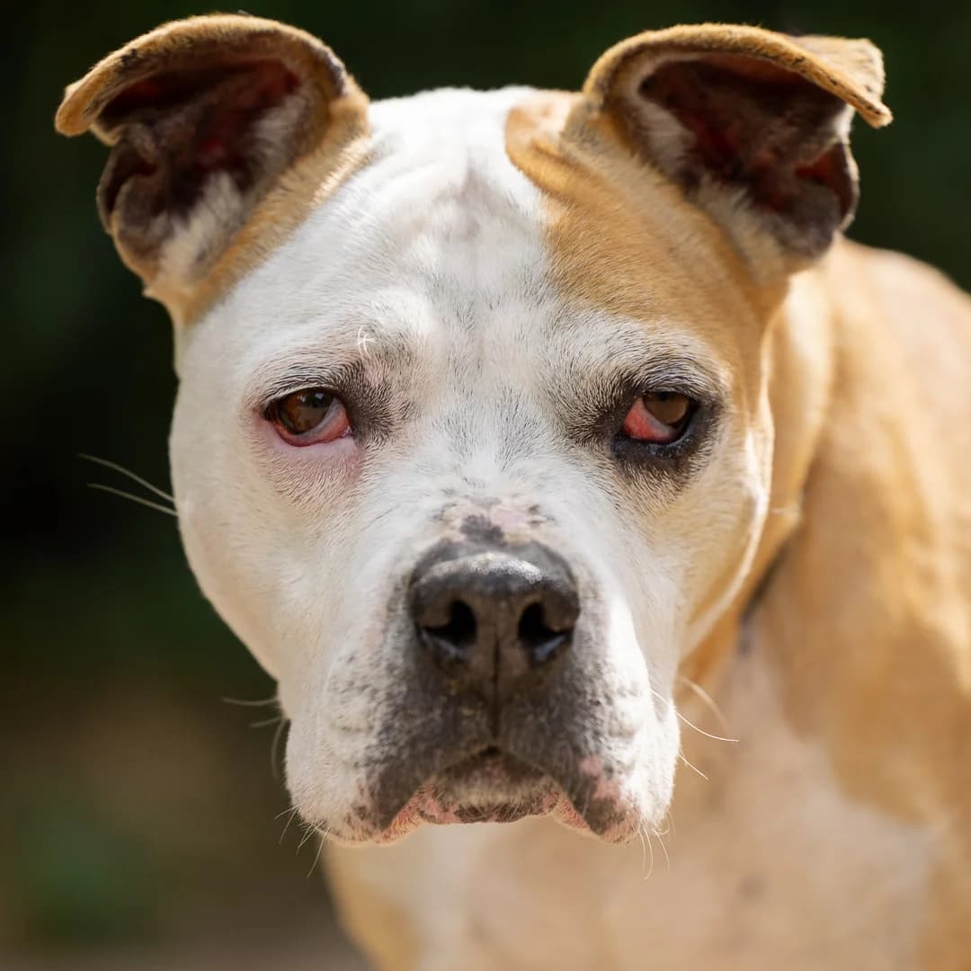 Ziesel, Beige-wit female senior Staffordshire Bull Terrier for adoption at DOA Dierenasiel Amsterdam, Amsterdam
