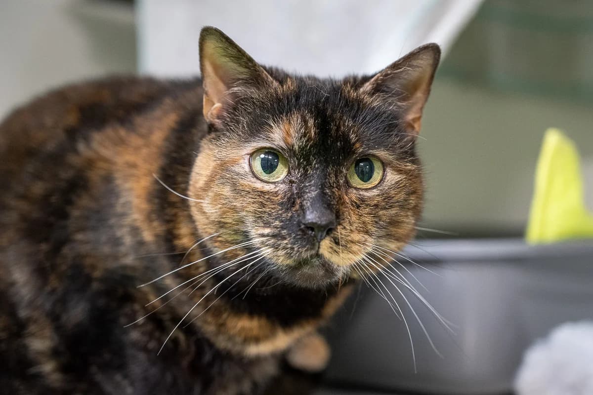 Zoe, Schildpad female European Shorthair for adoption at DOA Dierenasiel Amsterdam, Amsterdam
