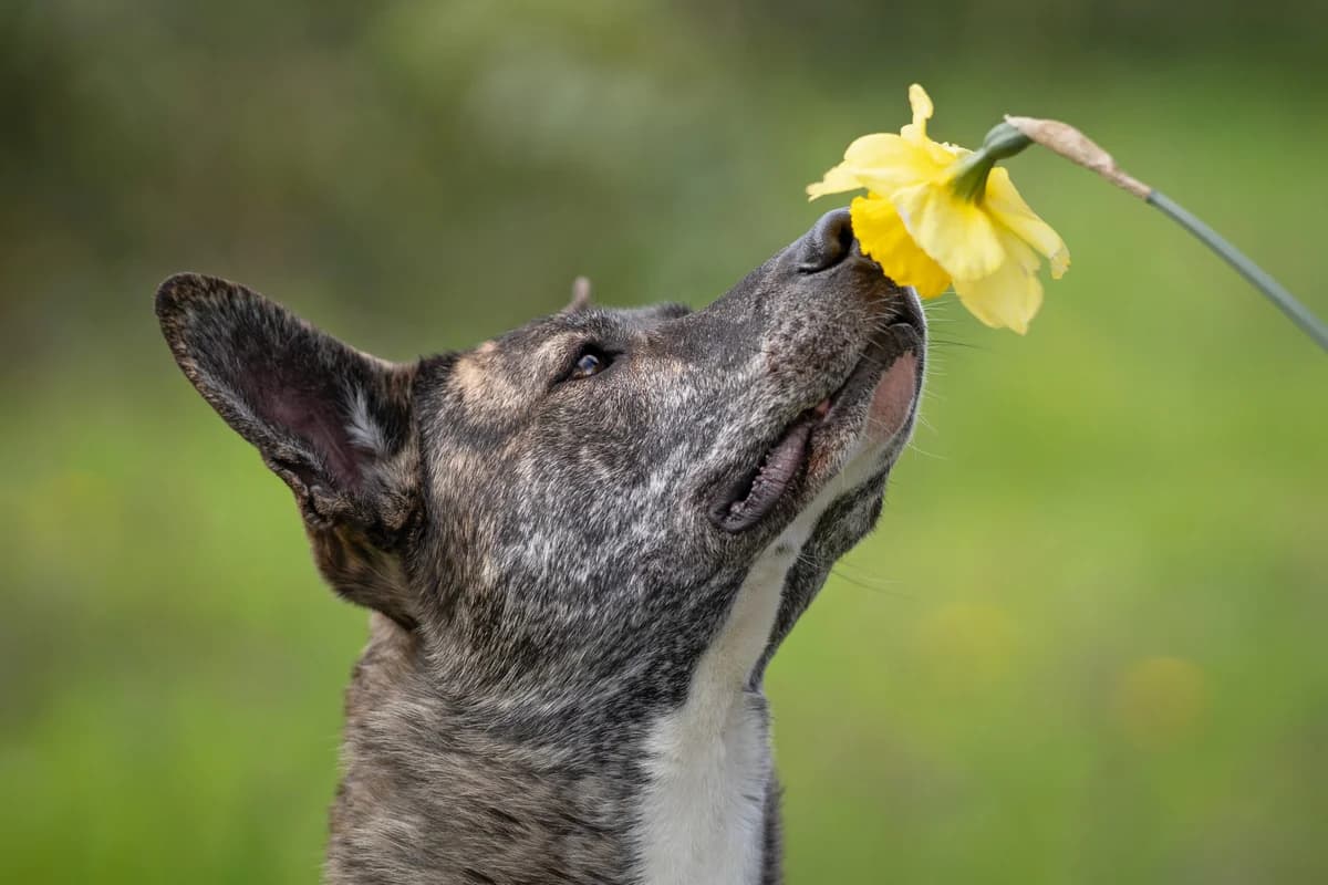 Xtraordinary Xena, female 3yo Mixed Breed for adoption at Dierenopvangcentrum Breda, Breda