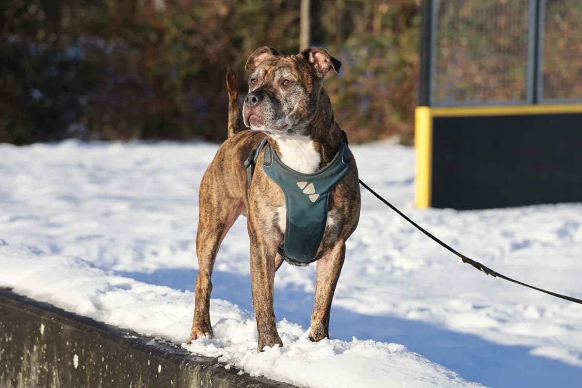 Warme Waffle, male 6yo mixed breed for adoption at Dierenopvangcentrum Breda, Breda