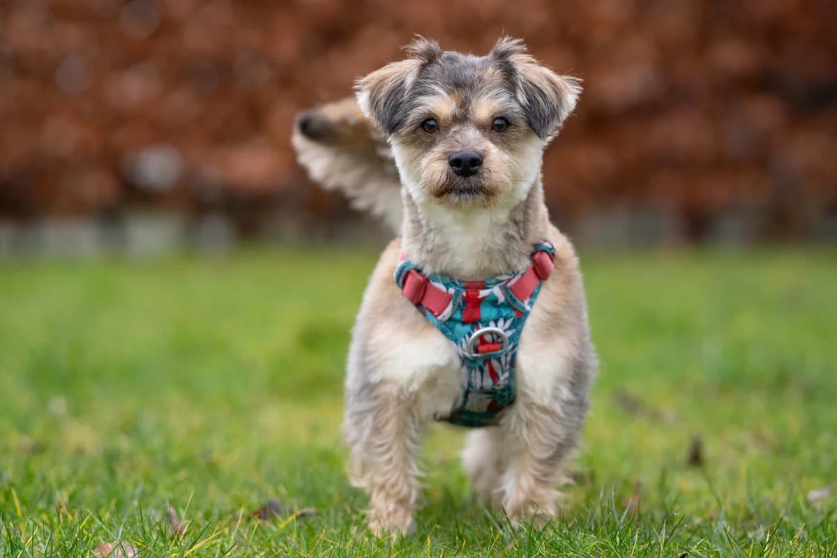 Slimme Sjonnie, male 5yo mixed breed for adoption at Dierenopvangcentrum Breda, Breda